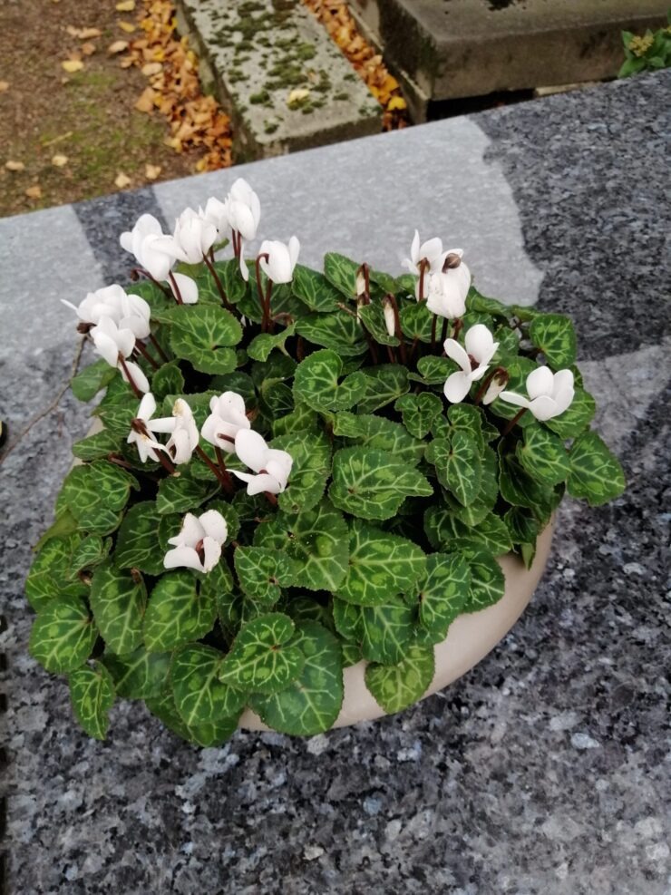 Cyclamen blanc en vasque