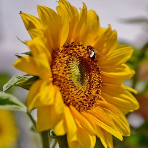 Abeille butinant un tournesol